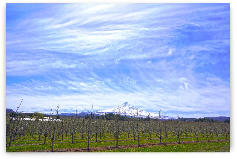 Mount Hood Under a Painted Sky by 360 Studios