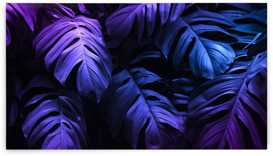 tropical leaves under purple light by Canvapro