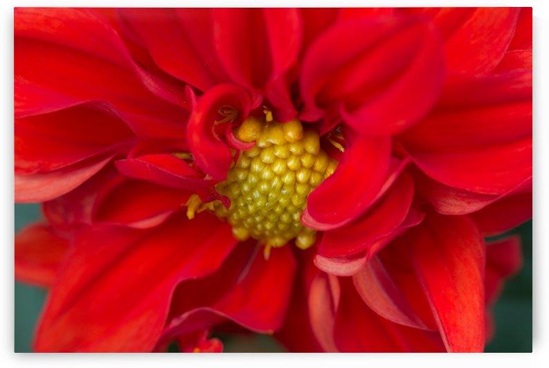 Red and Yellow by Michel Soucy