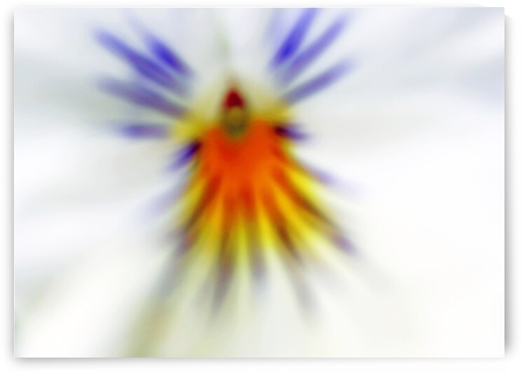 Pansy Abstract by Deb Oppermann