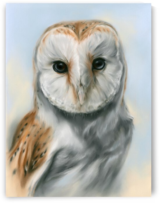 Barn Owl Perceptive Gaze by MM Anderson