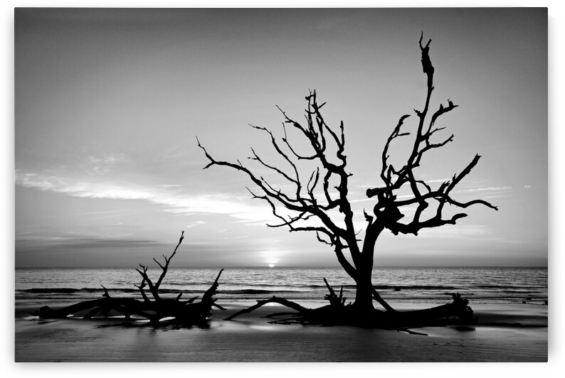 Iconic Tree Sunrise Driftwood Beach Black and White by Bill Swartwout Photography
