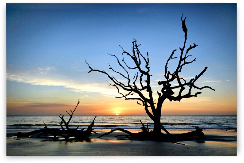 Iconic Tree Sunrise at Driftwood Beach Jekyll Island by Bill Swartwout Photography
