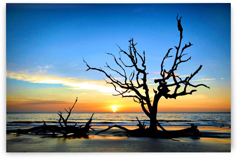 Iconic Tree Sunrise Driftwood Beach Enhanced by Bill Swartwout Photography