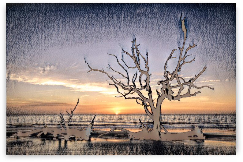 Iconic Tree Sunrise Driftwood Beach Charcoal by Bill Swartwout Photography