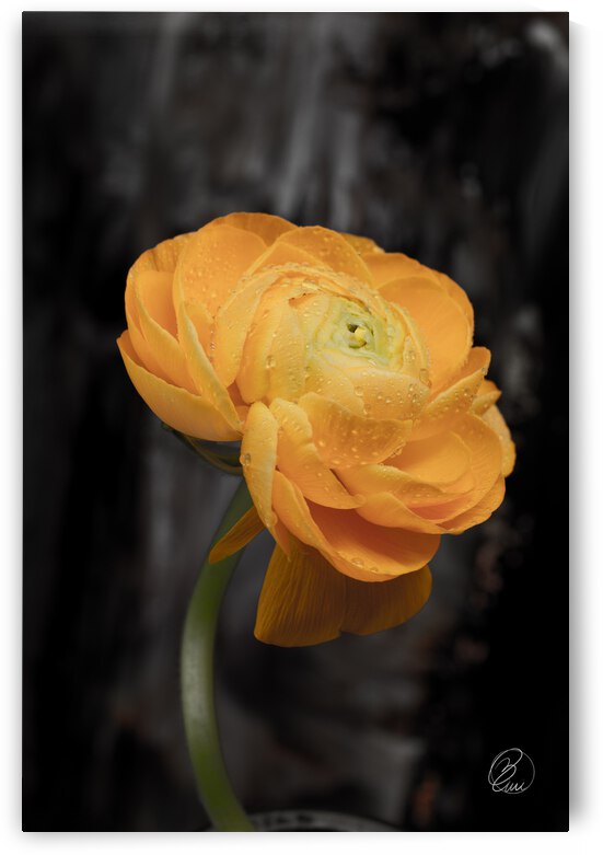 Unforgettable  by Bivi Franco