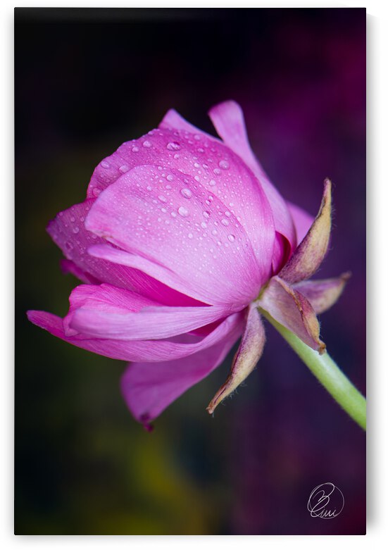 Wonderful World by Bivi Franco