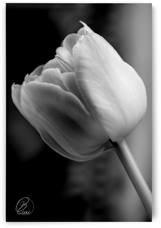 Your Perfect Love by Bivi Franco