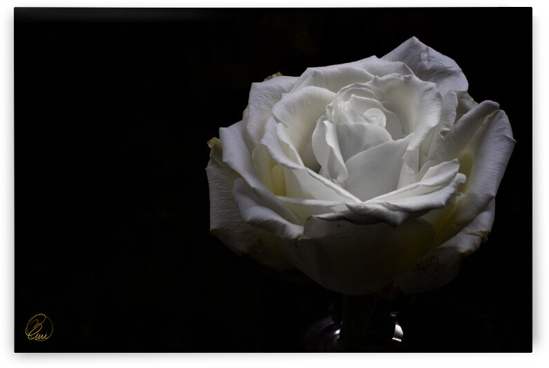 The Rose Dance by Bivi Franco