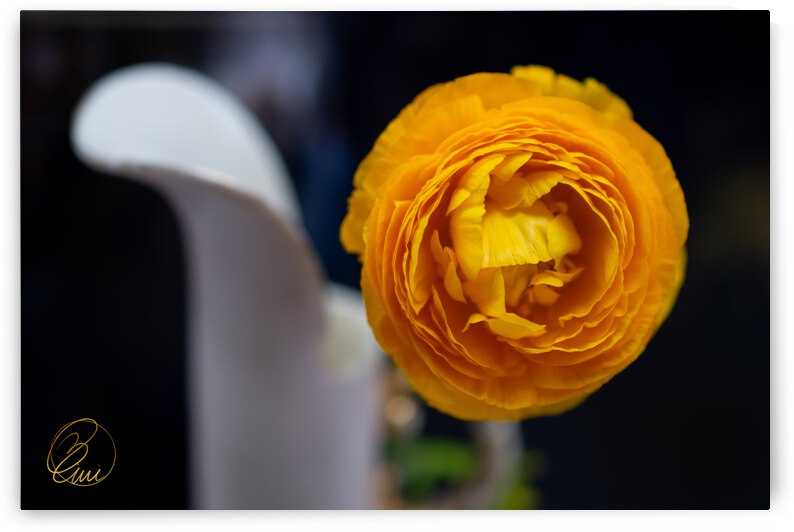 This Moment by Bivi Franco