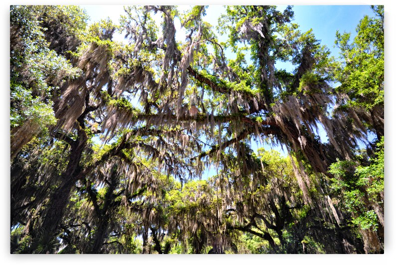 Southern Live Oak with Spanish Moss Canopy on Jekyll Island by Bill Swartwout Photography