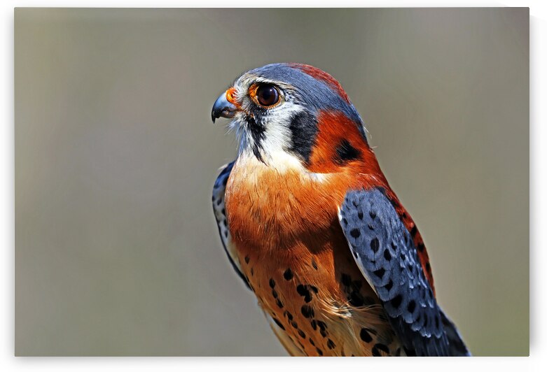 American Kestrel Profile by Deb Oppermann