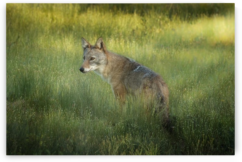 Evening Coyote by Michel Soucy