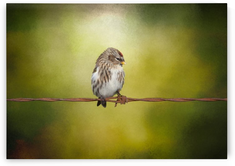 Redpoll on a Wire by Michel Soucy