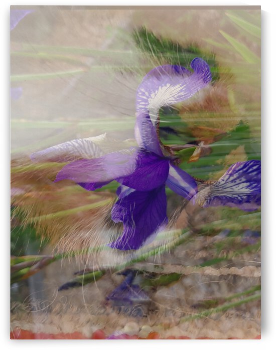 iris feerique by Francyne Plante artiste