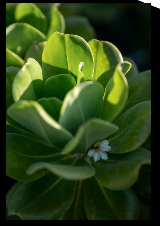 Naupaka by Noah Lang