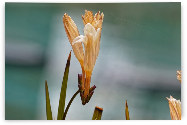 20210414IMG 8060 by Lapissable