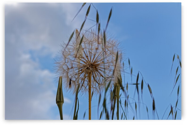 20210407IMG 8404 by Lapissable