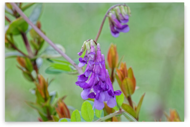 20210414IMG 8075 by Lapissable