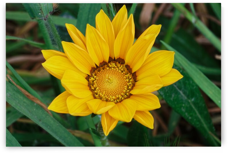 20210414IMG 8082 by Lapissable