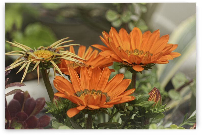 190420  MG 3238 by Lapissable