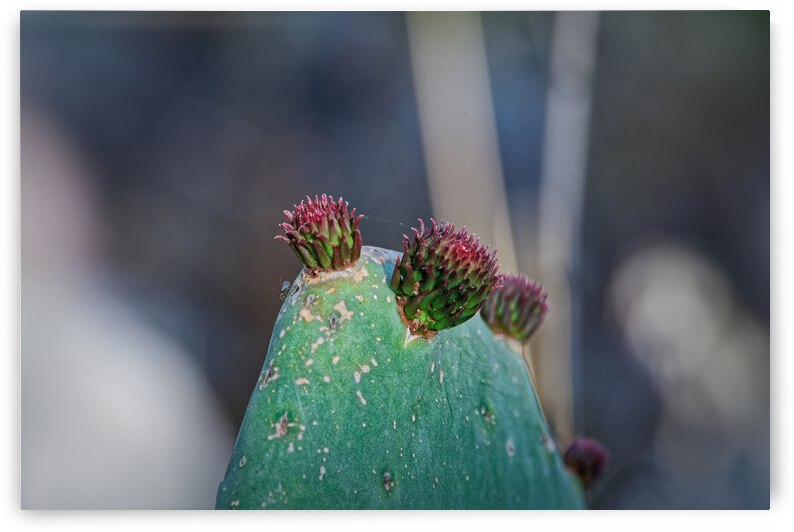 20210514IMG 9723 by Lapissable