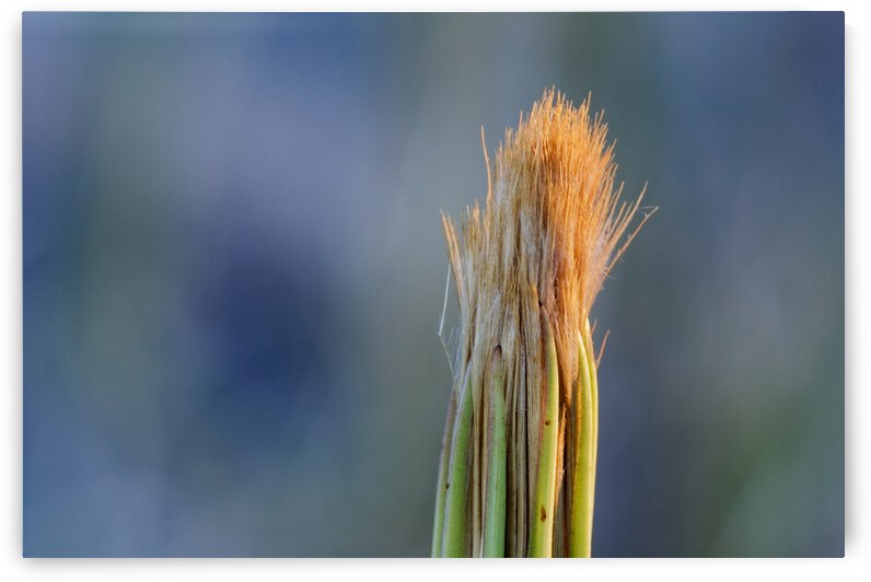 20210409IMG 8494 by Lapissable