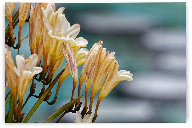 20210414IMG 8058 by Lapissable