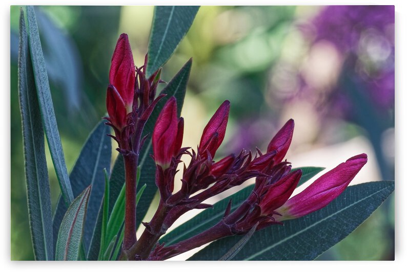 20210508IMG 9264 by Lapissable