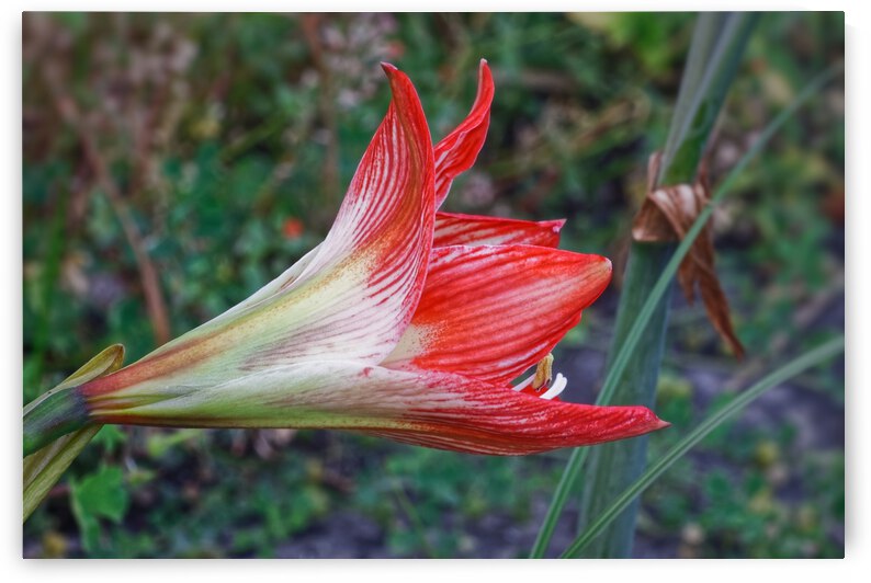 20210513IMG 9605 by Lapissable