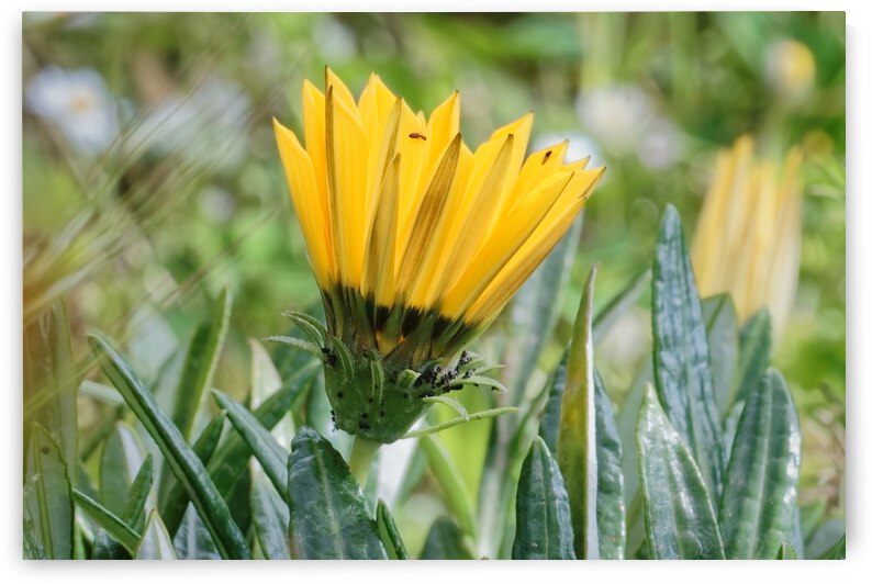 20210414IMG 8078 by Lapissable