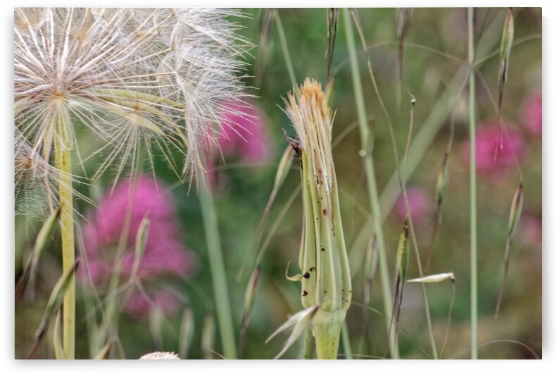 20210410IMG 8577 by Lapissable