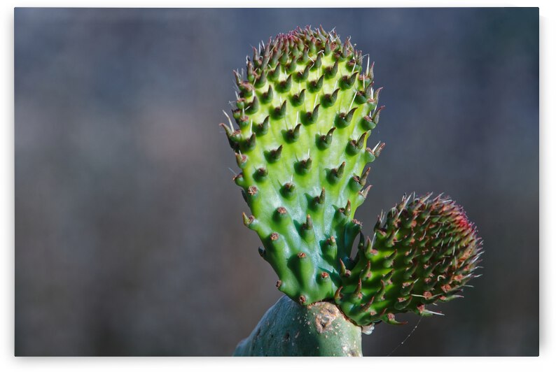 20210514IMG 9721 by Lapissable