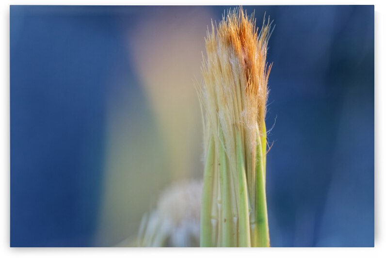 20210409IMG 8490 by Lapissable