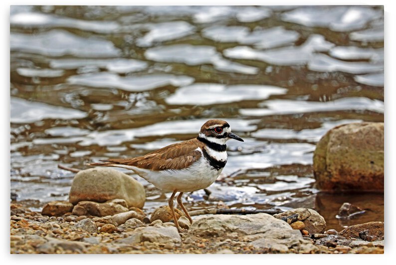 Killdeer On The Shore by Deb Oppermann