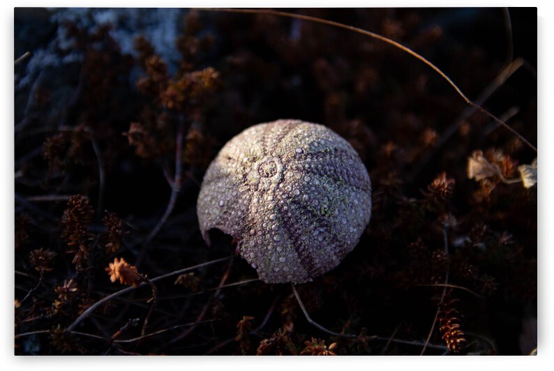 Ozzy egg by Dawn Evans