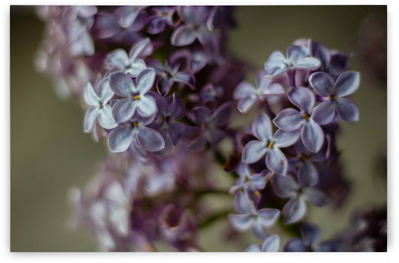 Lilacs by Dawn Evans