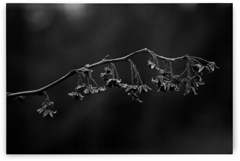 Dainty flowers by Dawn Evans