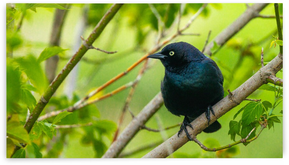 Brewers Blackbird by Joe Riederer