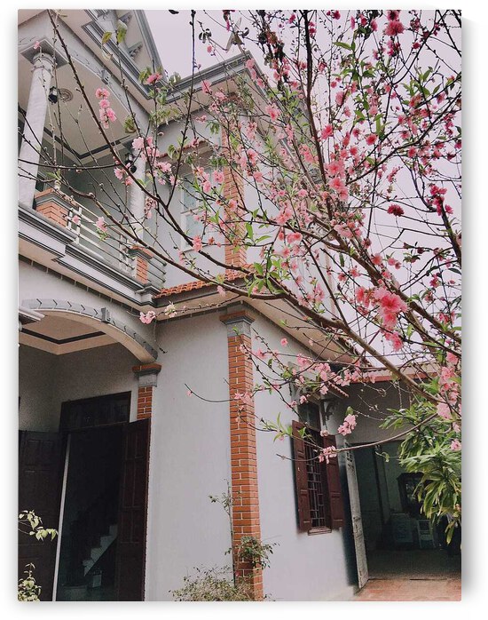 Peach Tree In My Yard by David  Mlem