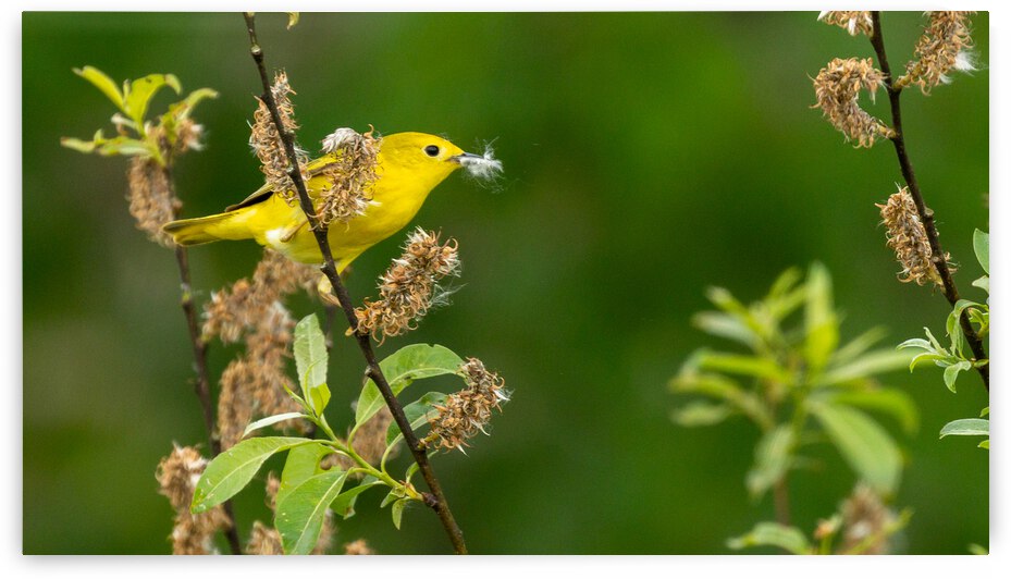 Yellow Warbler in Willow by Joe Riederer