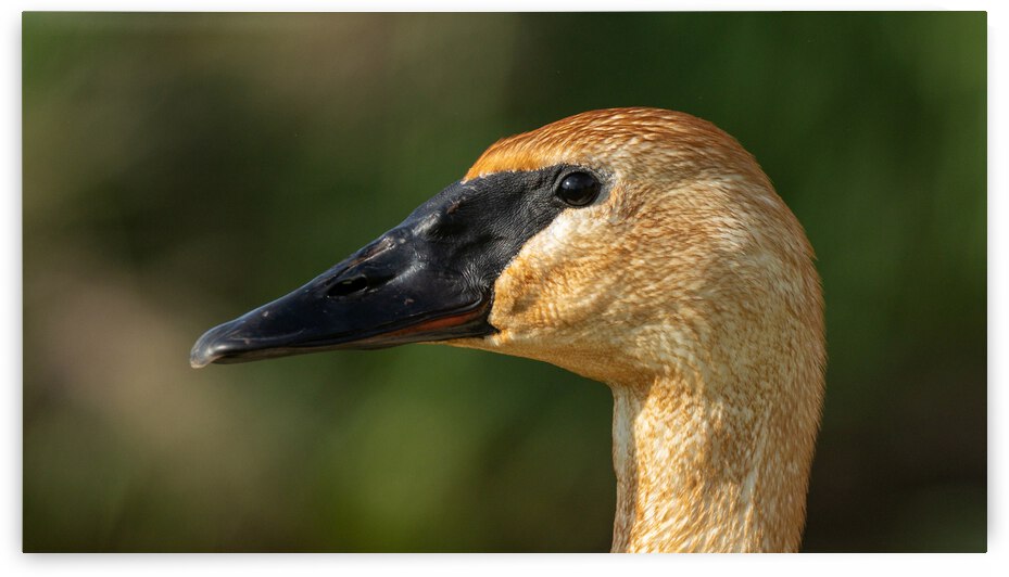 Trumpeter Swan by Joe Riederer