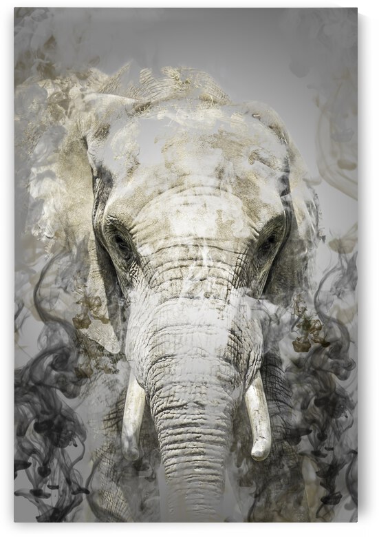 Elephant by Photobec