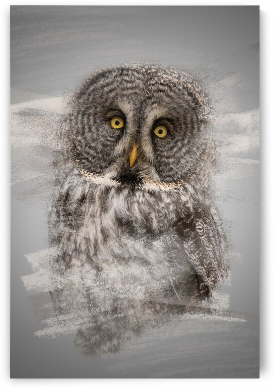 Chouette by Photobec