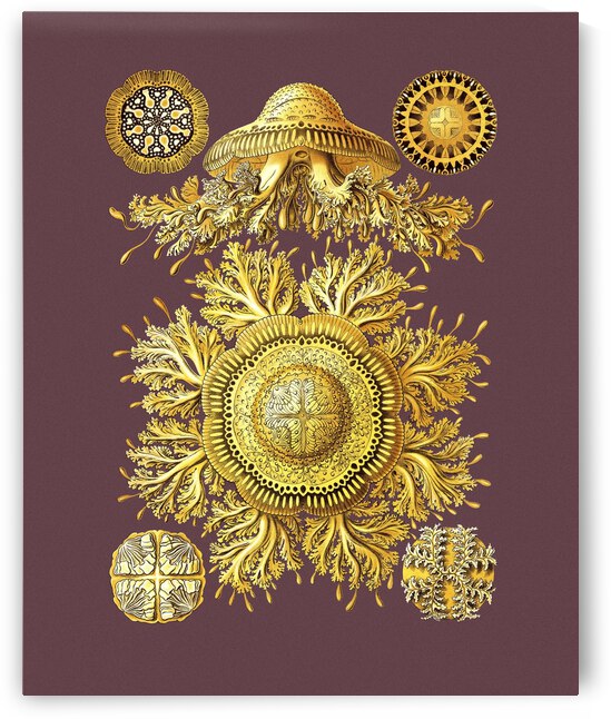 discomedusae by Cory Brock