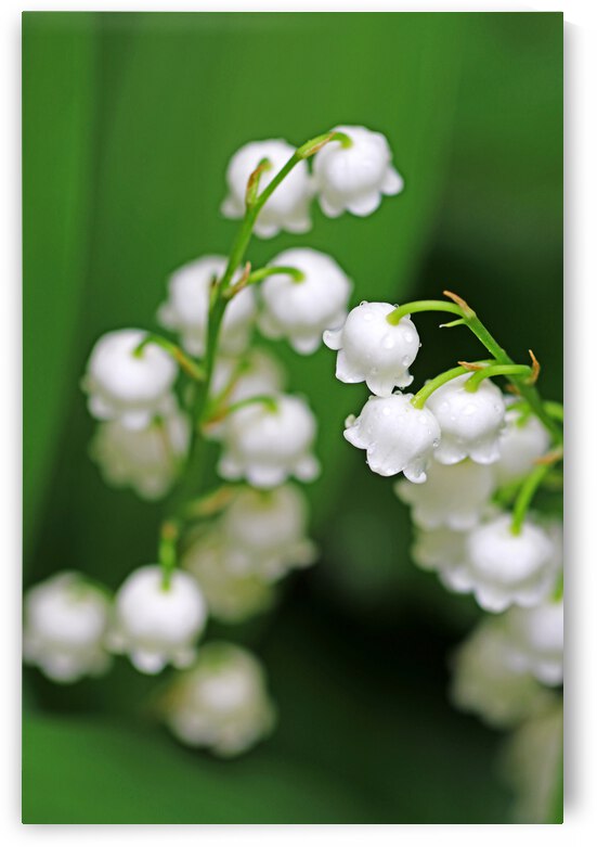 Lily Of The Valley by Deb Oppermann