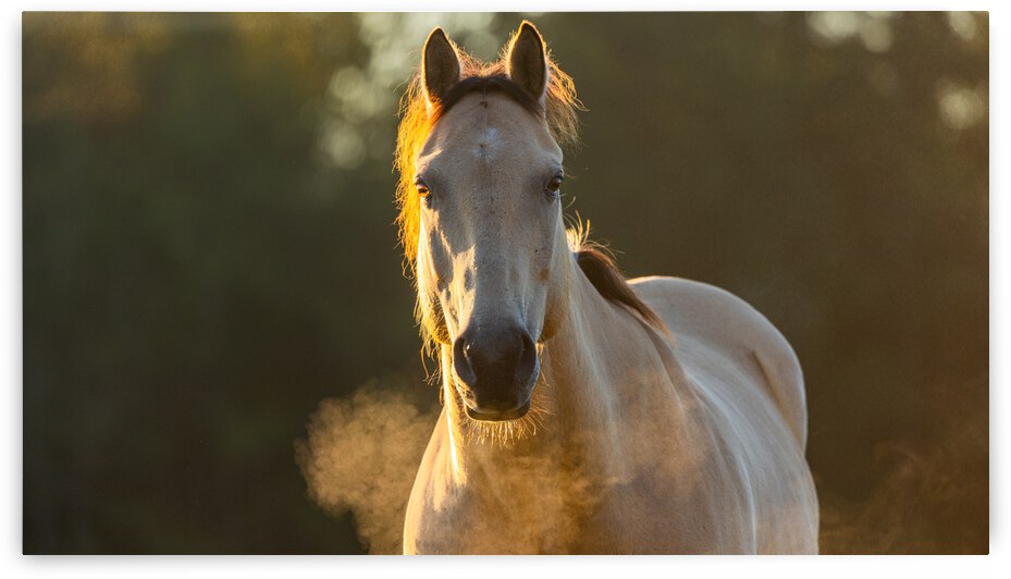 Horse Breath at Sunrise by Joe Riederer