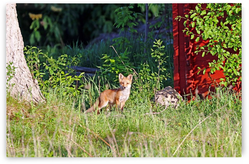 Curiosity by Deb Oppermann