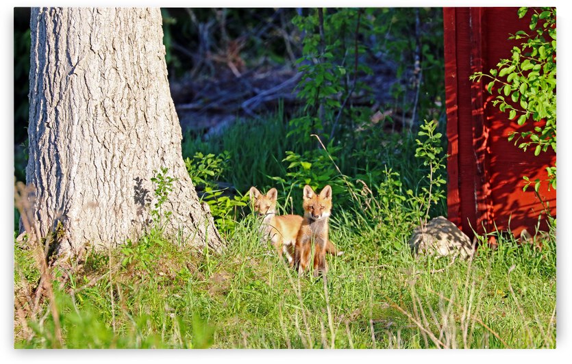 Foxy Faces by Deb Oppermann