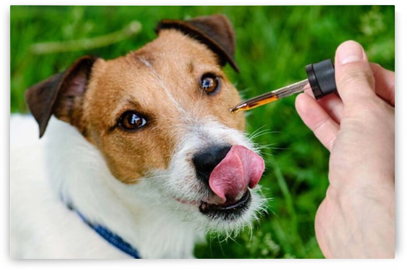 best dogs by Gerald Reynell